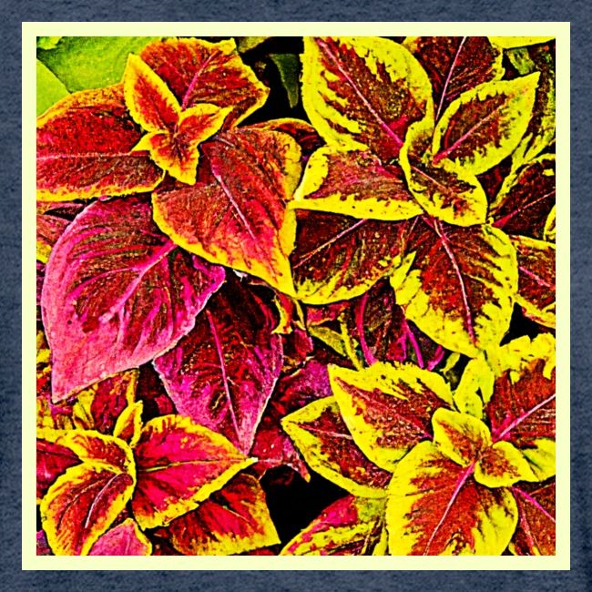 Coleus Leaf Burst Design