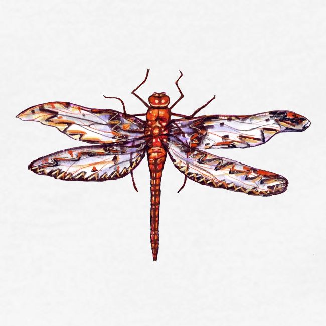 Dragonfly red