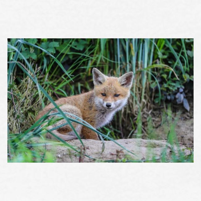 fox