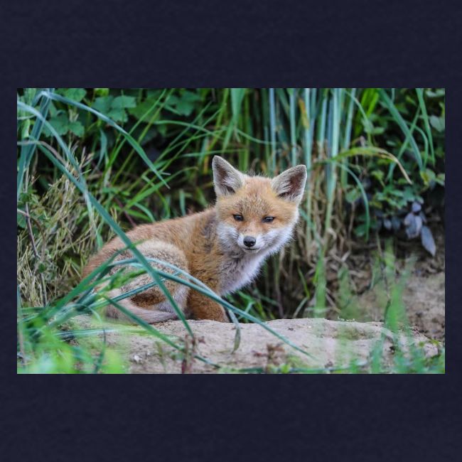 fox