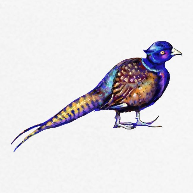 Pheasant
