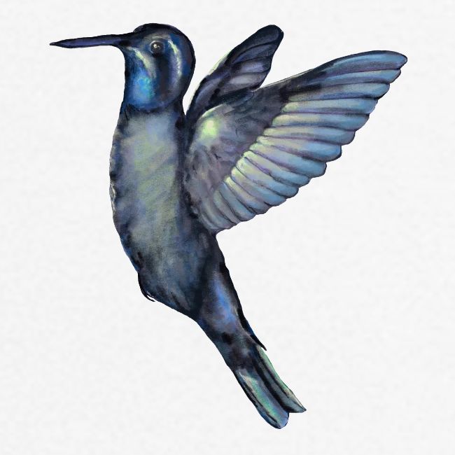 Hummingbird in flight