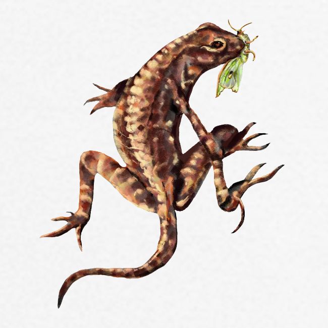 Lizard and bug