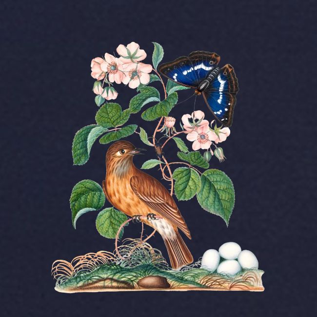 Spotted flycatcher