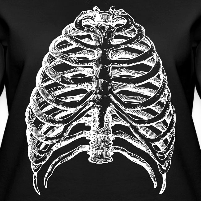 Human Rib Cage