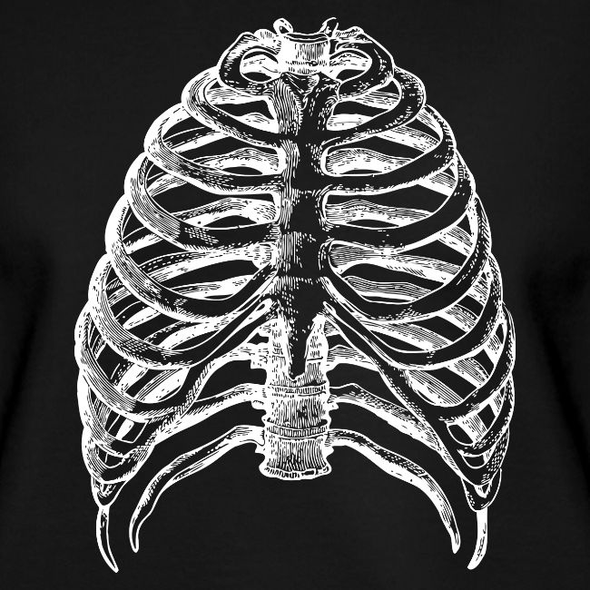 Human Rib Cage