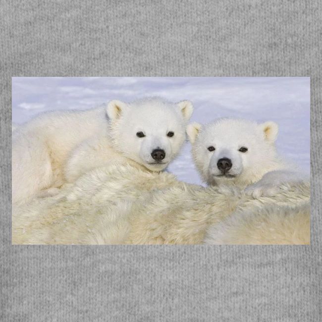 polarbears