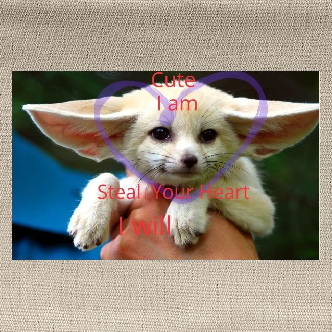 baby fox