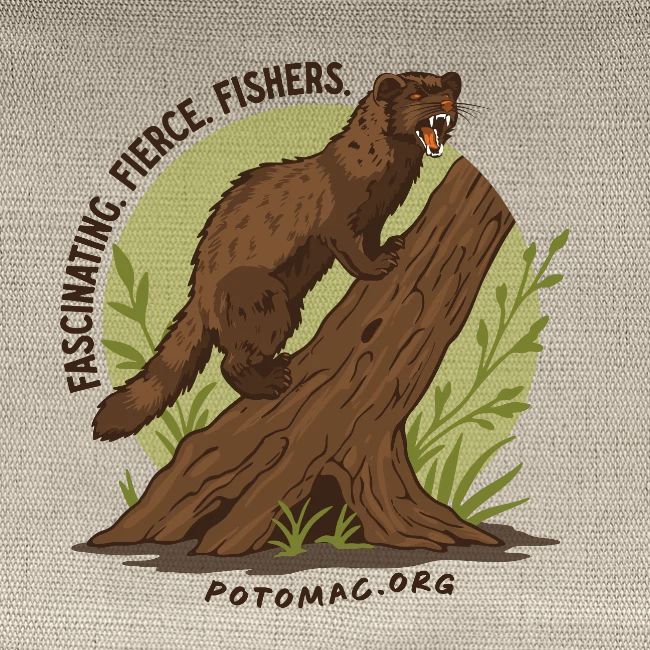 2025 Potomac Animal of the Year: Fisher