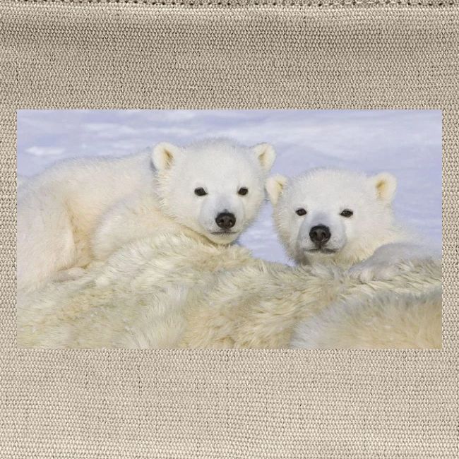 polarbears