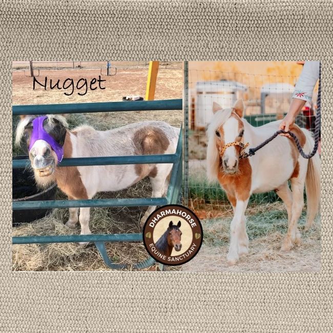 Nugget