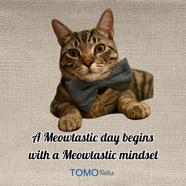 Meowtastic Mindset