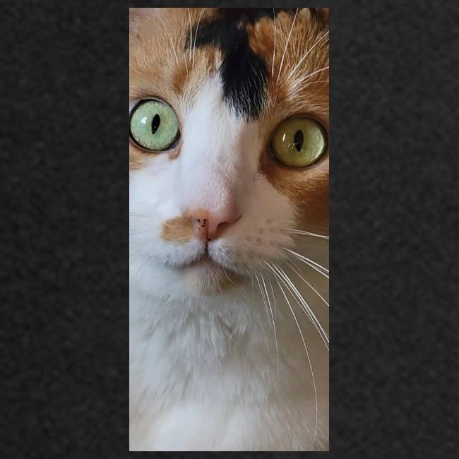 Beautiful Cat