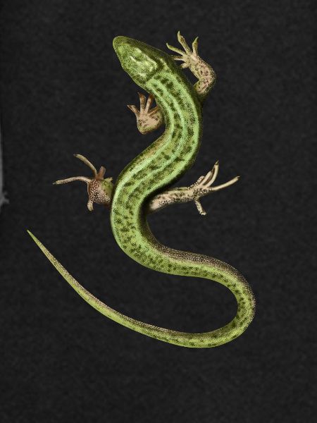 Emerald Salamander Illustration