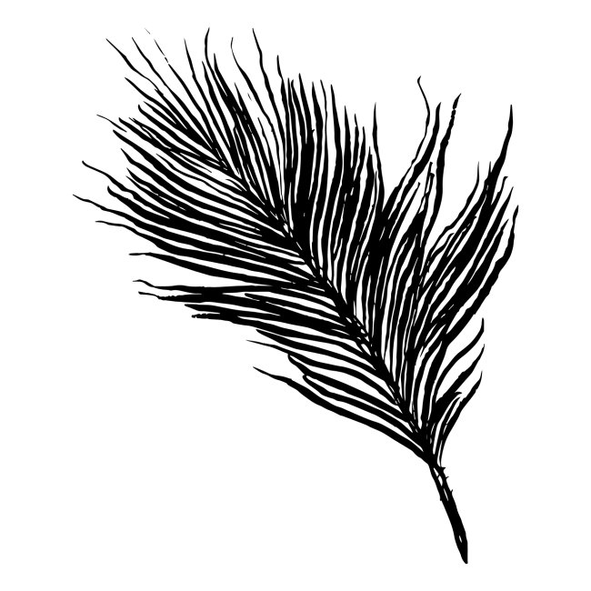 Delicate Feather