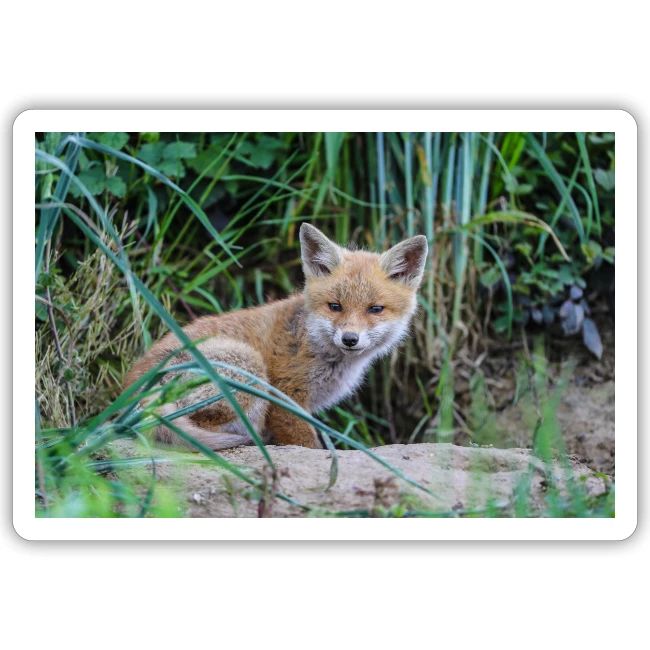 fox