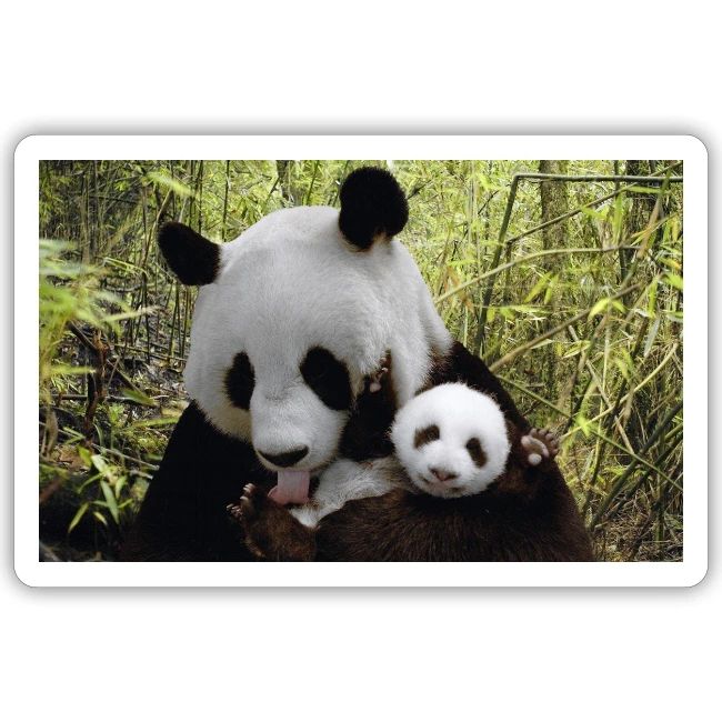 panda