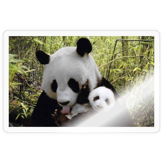 panda