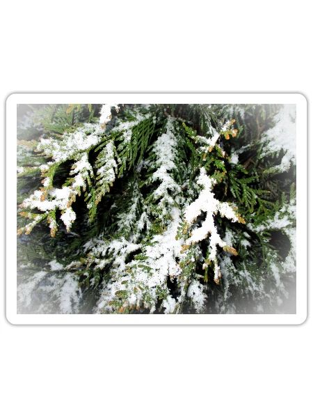 Snowy Pine Branches - Sticker - white matte - Front