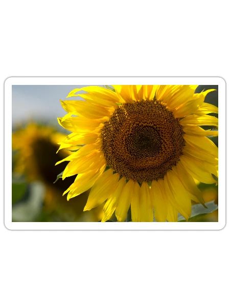 Sunlit Spiral Sunflower - Sticker - white matte - Front