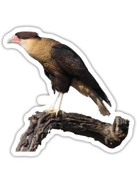 Crested Caracara - Sticker - white matte - Front