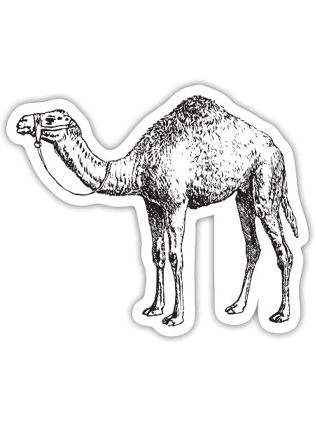 Camel T-Shirt - Sticker - white matte - Front