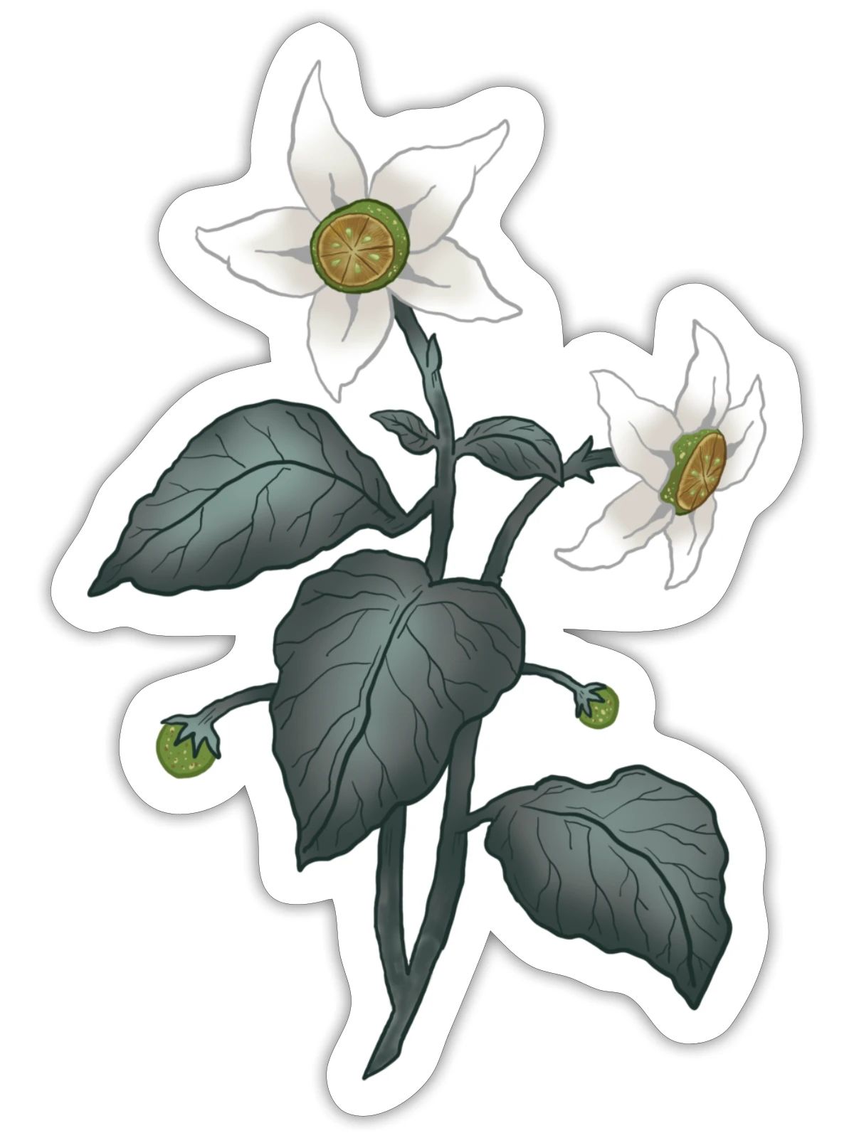 Calamondin Nightshade - Sticker - white matte - Front