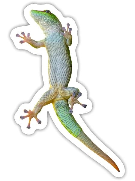 Green gecko lizard - Sticker - white matte - Front