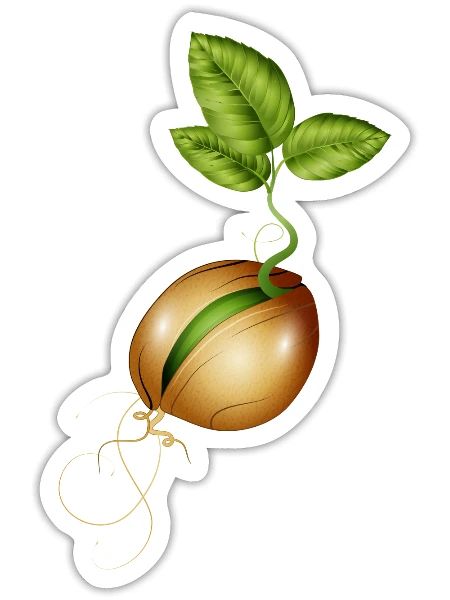 germinating small seed in the ground - Sticker - white matte - Front