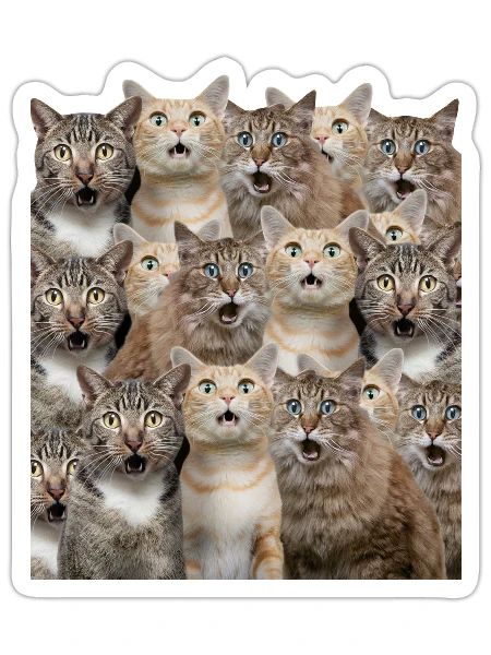 Surprised cats - Sticker - white matte - Front