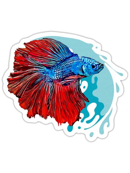 betta fish boy - Sticker - white matte - Front