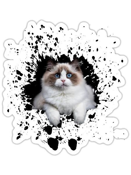 Cute cat with blue eyes - Sticker - white matte - Front