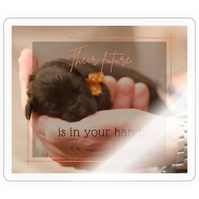 Their Future is in Your Hands