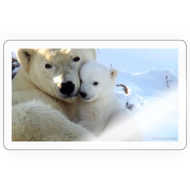 polarbearhug