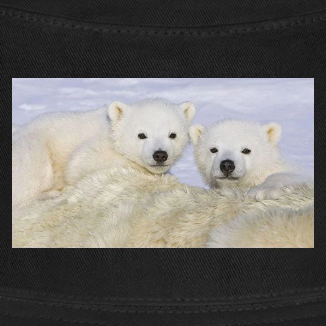 polarbears