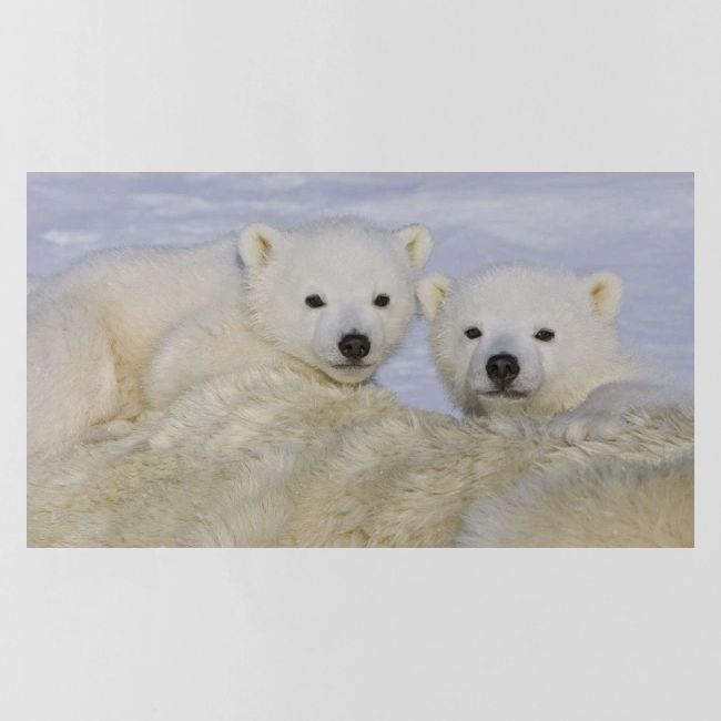 polarbears