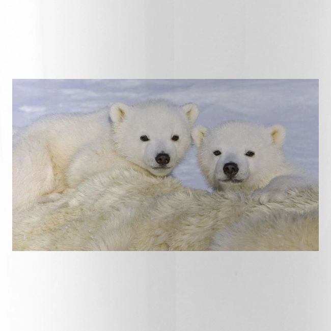 polarbears