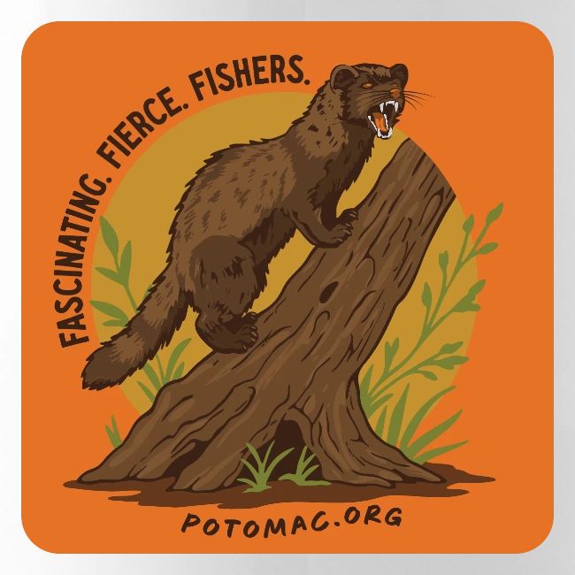 2025 Potomac Animal of the Year: Fisher