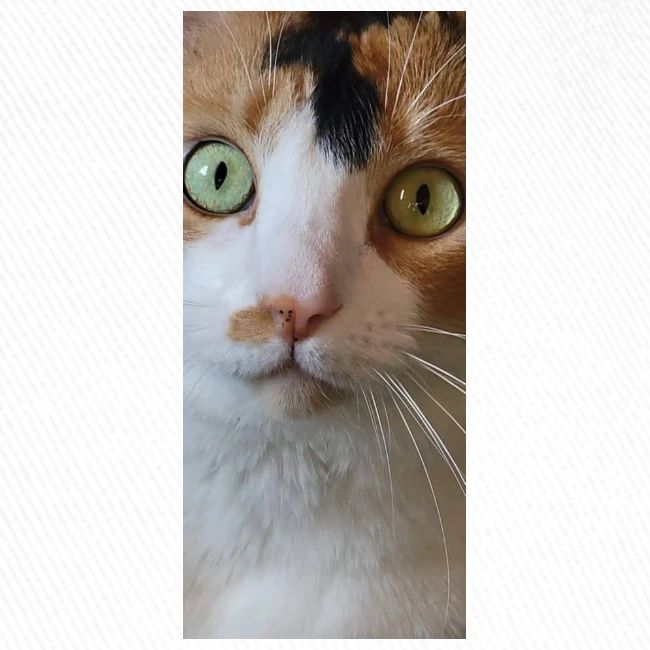Beautiful Cat