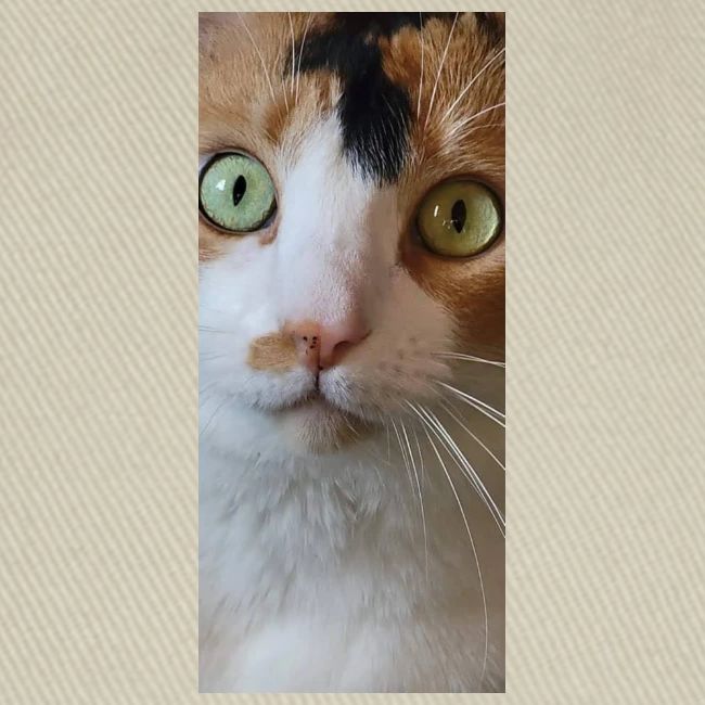 Beautiful Cat