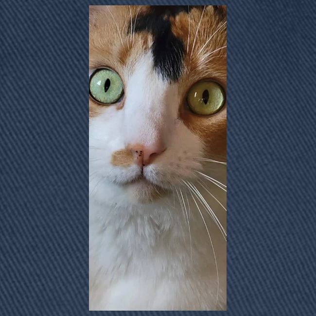 Beautiful Cat