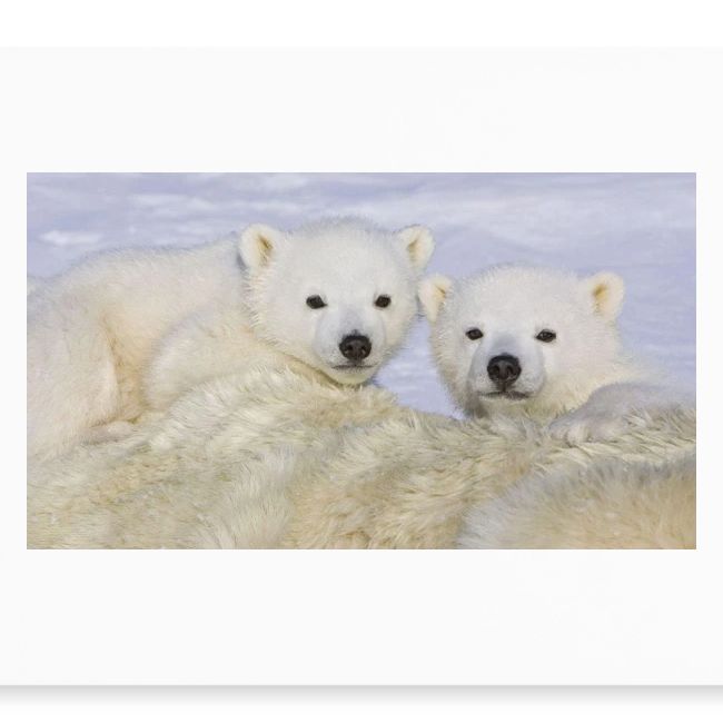 polarbears