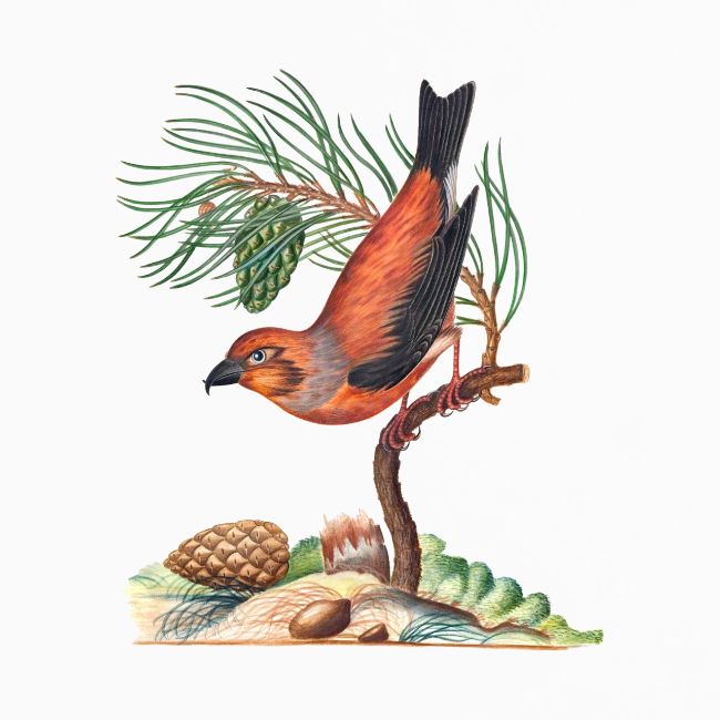 Red Crossbill
