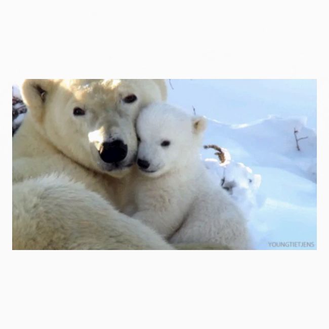 polarbearhug