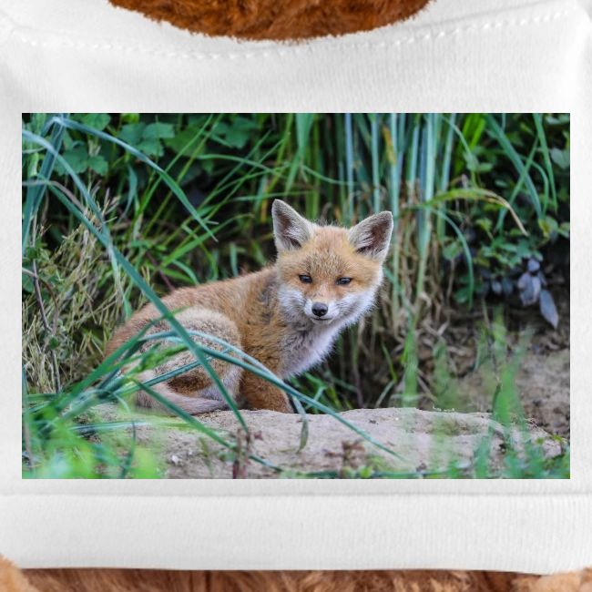 fox
