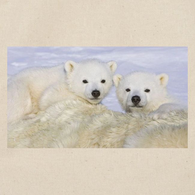 polarbears
