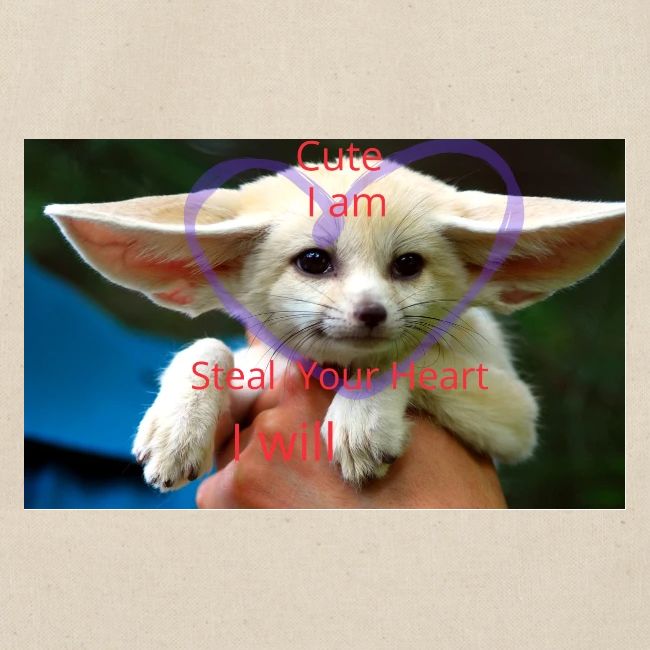 baby fox