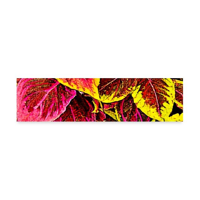 Coleus Leaf Burst Design