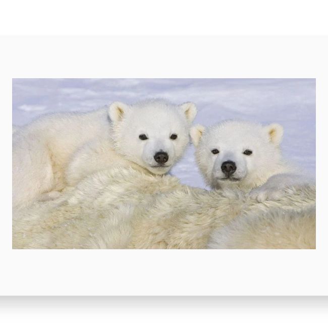 polarbears