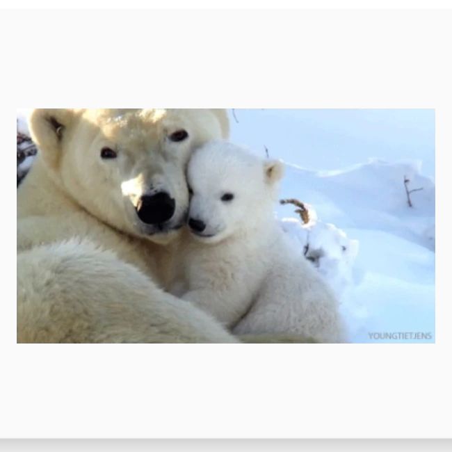 polarbearhug
